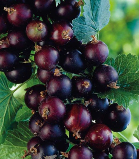 Ribes 'Jostaberry'